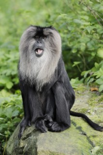 Lion-tailed macaque (Macaca silenus), captive, occurring in India