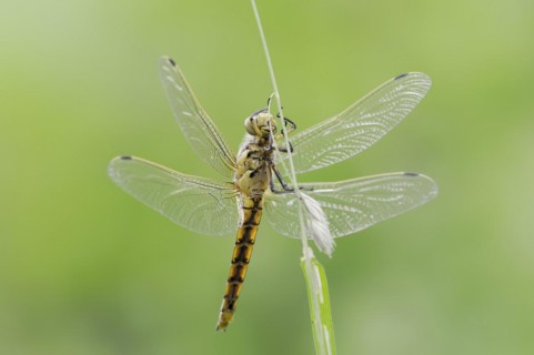 Black-tailed skimmer (Orthetrum cancellatum), female, North Rhine-Westphalia, Germany, Europe