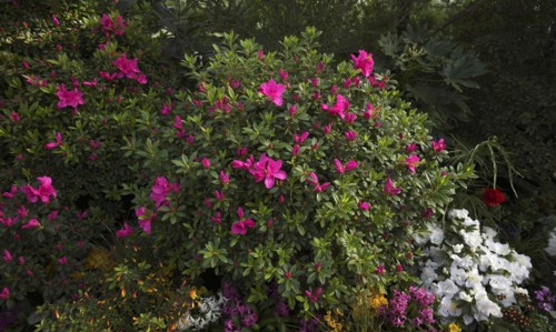 Indian azalea (Rhododendron simsii Planch.), Baden-Württemberg, Germany, Europe