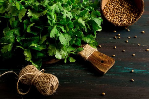 Bunch of fresh Cilantro, coriander seeds, on a dark wooden table, close-up, top view, no people.