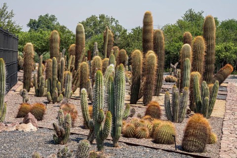 Cactuses in botanic garden, Parque Quilapilún de Anglo American, Región Metropolitana, Chile, South