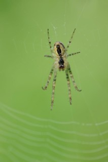 Autumn spider (Metellina segmentata, Meta segmentata) in a web, North Rhine-Westphalia, Germany,