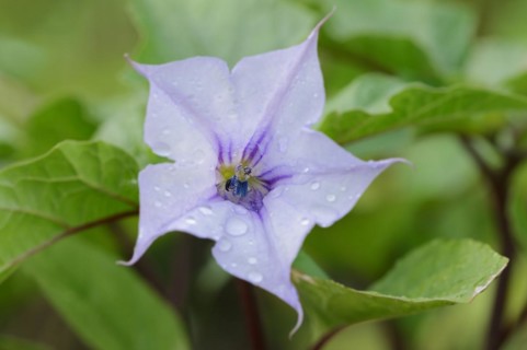 Devil's trumpet (Datura metel), flower, native to Asia