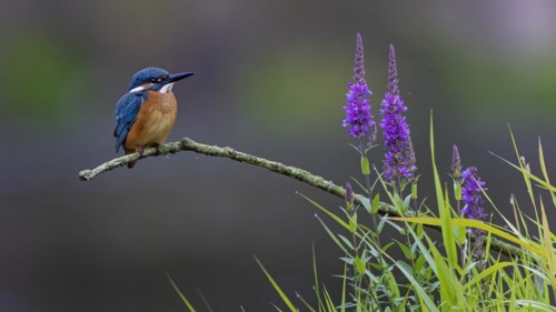Common kingfisher (Alcedo atthis) Indicator for clean watercourses, juvenile bird, habitat, flying
