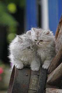 Persian cat, long-haired cat