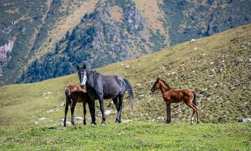 Horses with foals, Keldike Valley on the way to the Ala Kul Pass, Tien Shan Mountains, Kyrgyzstan,