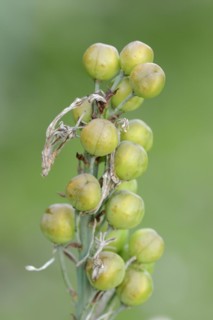 White asphodel (Asphodelus albus), fruit clusters, Provence, southern France