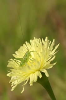 Leafhopper (Tettigonia spec.), nymph, Provence, Southern France