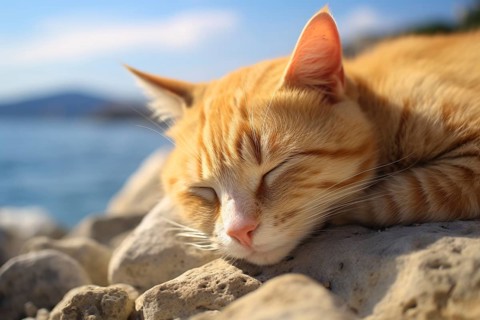 Ginger cat sleeping on warm stones at sunny beach. KI generiert, generiert AI generated