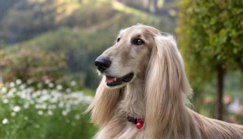Pets, Dog, Afghan Hound, Afghan Greyhound, AI-generated, AI generated