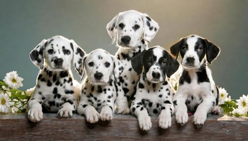 Pets, Dog, Dalmatian, Puppies, AI-generated, AI generated