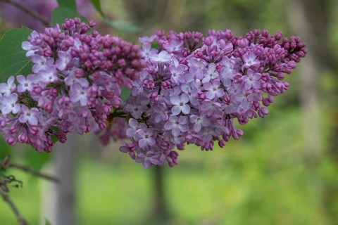 Lilac blossom (Syringa), Bavaria, Germany, Europe
