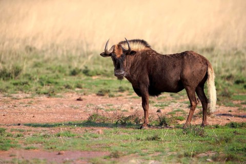 White-tailed wildebeest (Connochaetes gnou), adult, alert, Mountain Zebra National Park, Eastern