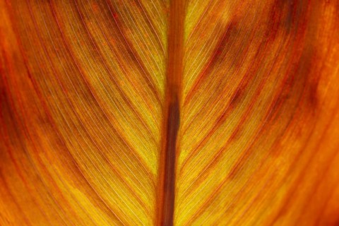 Pretoria Canna Lily (Canna indica) Russian Red, leaf, detail, Germany, Europe