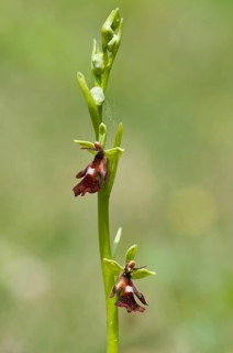 Fly orchid (Ophrys insectifera), Lower Saxony, Germany, Europe