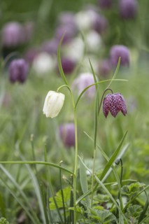 Snake's head fritillary (Fritillaria meleagris), Emsland, Lower Saxony, Germany, Europe