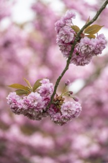 Japanese flowering cherry (Prunus serrulata Kanzan), Emsland, Lower Saxony, Germany, Europe
