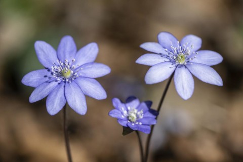 Liverwort (Hepatica nobilis), North Rhine-Westphalia, Germany, Europe