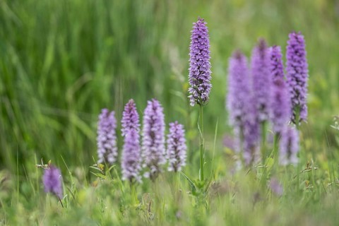 Southern marsh orchid (Dactylorhiza praetermissa), Emsland, Lower Saxony, Germany, Europe