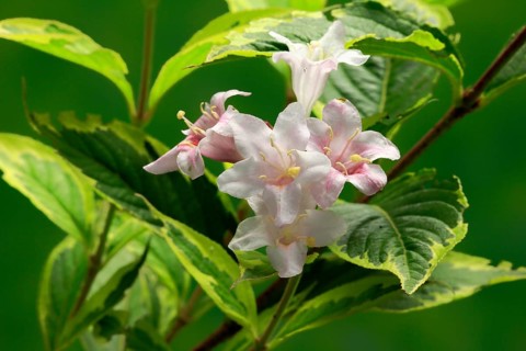 Weigelas (Weigela), flowering, flower, Ellerstadt, Germany, Europe