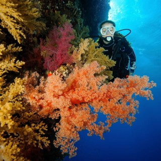 Female diver looking at reef wall drop off of colourful coral reef with soft corals