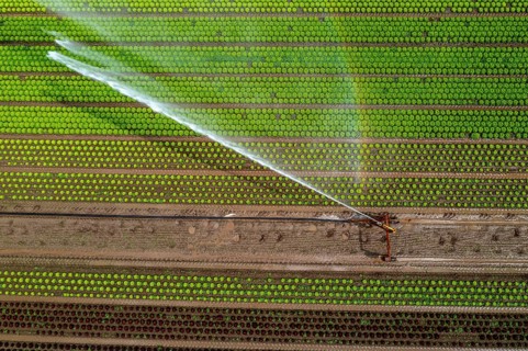 A field is artificially irrigated, water is sprayed onto the field via an irrigation system, field