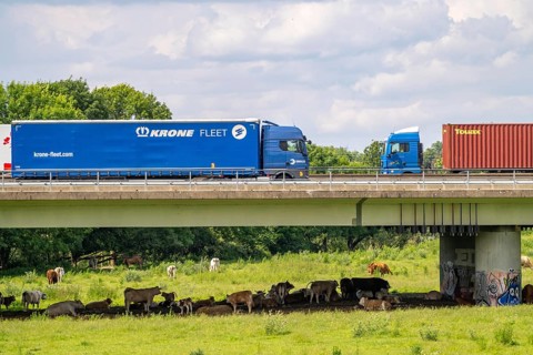 Lorry on the A40 motorway, bridge over the Ruhr and Styrumer Ruhrauen, herd of cattle, dairy cows