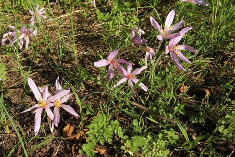Meadow saffron (Colchicum autumnale) flowering specimens, Allgäu, Bavaria, Germany, Allgäu,