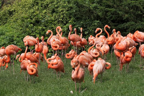 American flamingo (Phoenicopterus ruber) Vogelpark Walsrode, Lower Saxony, Germany, Europe