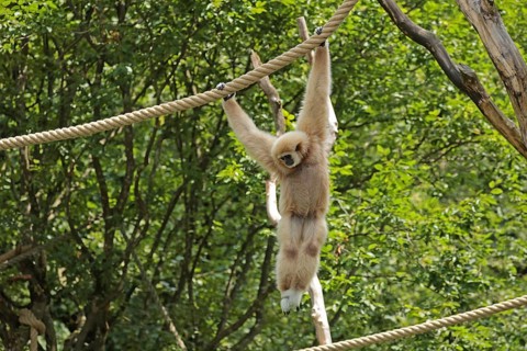 White-handed gibbon (Hylobates lar), captive