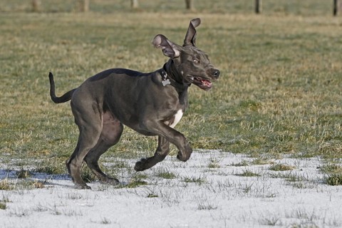 Great Dane, 16 weeks old