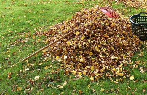 Remove withered leaves, autumn leaves in the garden, Schleswig-Holstein, Germany, Europe