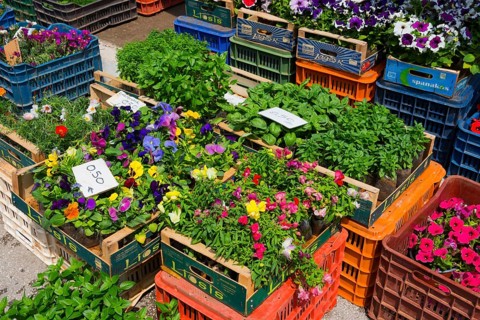 Flowers and herbs displayed in wooden crates at a market, Market, Nafplio, Nauplia, Nauplion,