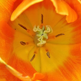 Tulip (Tulipa), flower orange colour in a flower bed, inside of flower, pistil and stamen,