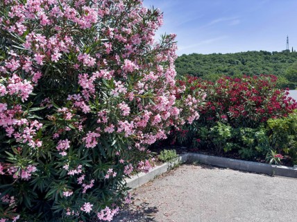 Flowering oleander (Nerium oleander), Italy, Europe