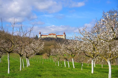 Blossoming apricot trees and Göttweig Abbey, Paudorf, Lower Austria, Austria, Europe