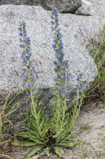 Viper's bugloss (Echium vulgare), Mecklenburg-Western Pomerania, Germany, Europe