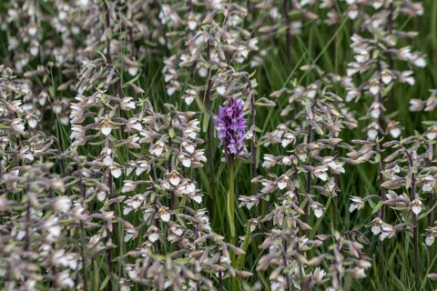 Marsh helleborine (Epipactis palustris) and Southern marsh orchid (Dactylorhiza praetermissa) mass