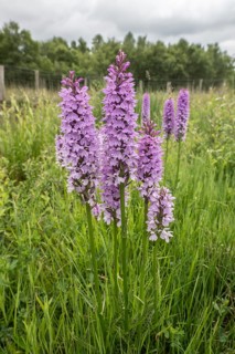 Southern marsh orchid (Dactylorhiza praetermissa), Emsland, Lower Saxony, Germany, Europe
