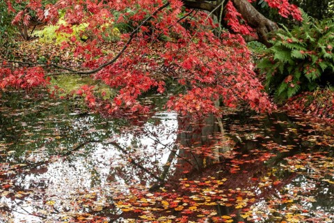 Japanese fan maple (Acer palmatum Trompenburg), autumn colours, Emsland, Lower Saxony, Germany,