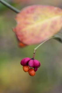 Peacock, spindle bush (Euonymus europaeus), fruit stand, Emsland, Lower Saxony, Germany, Europe