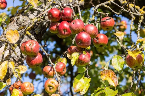 Orchard with apple tree near Herrenberg. The apple trees bear many fruits. Herrenberg,