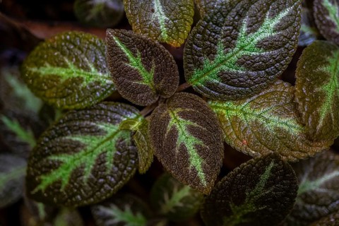 Shade tube (Episcia), leaves with light green veins, Tortuguero National Park, Costa Rica, Central