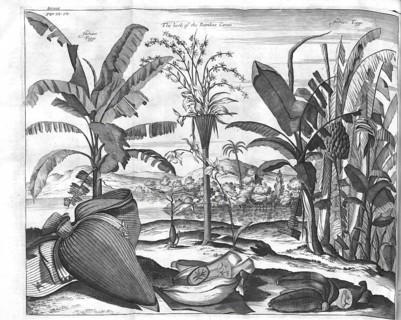 Indian Figgs, The herb of the Bamboe Canes, Figs and Bamboo Plants, Historic, digitally restored