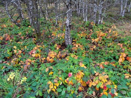Moor Birch tree stems, (Betuls pubescens) with bramble plants in autumn colour, in the Rhön UNESCO