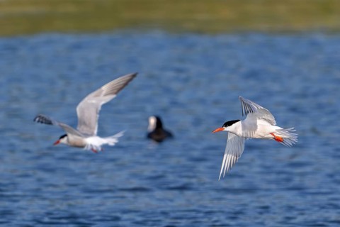 Two common terns (Sterna hirundo) adults in breeding plumage flying over water of pond in salt