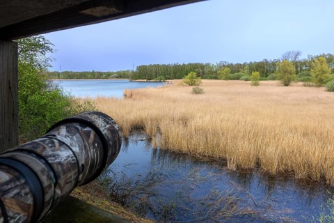 Telephoto lens, telelens of wildlife photographer pointing at lake and reed bed from bird hide in