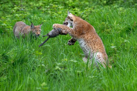 Two juvenile Eurasian lynxes (Lynx lynx) playing with killed muskrat (Ondatra zibethicus) prey in