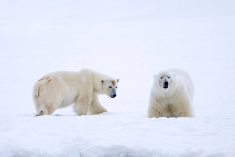 Two polar bears (Ursus maritimus) marked with painted number, hunting in the snow along the