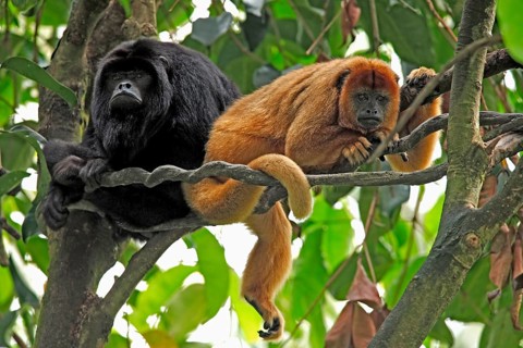 Black howler (Alouatta caraya), adult, female, male, pair, on tree, resting, South America